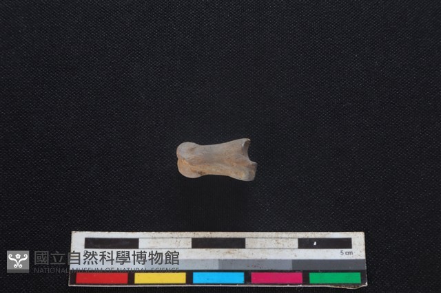 山羌骨藏品圖，第1張