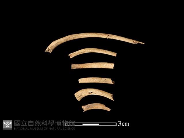 狗獾骨藏品圖，第1張