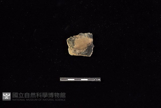 陶片藏品圖，第1張