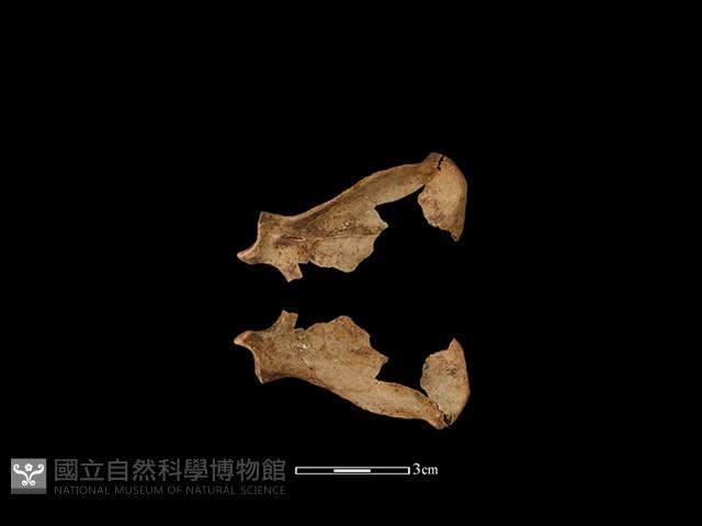 水獺骨藏品圖，第1張