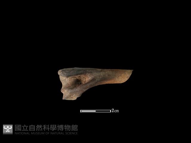 獐骨藏品圖，第1張