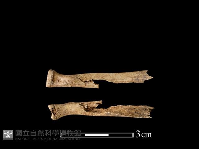 狗獾骨藏品圖，第1張