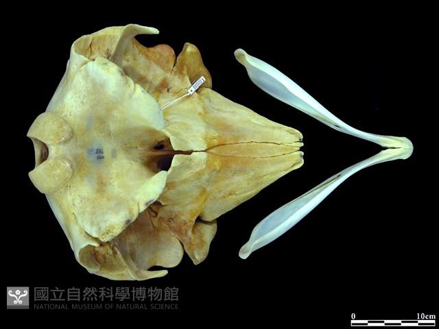 侏儒抹香鯨藏品圖，第1張