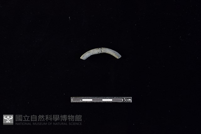 陶環藏品圖，第1張