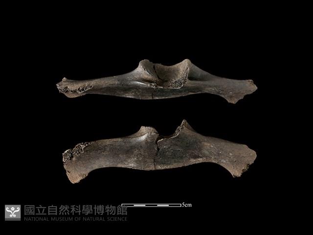 梅花鹿骨藏品圖，第1張