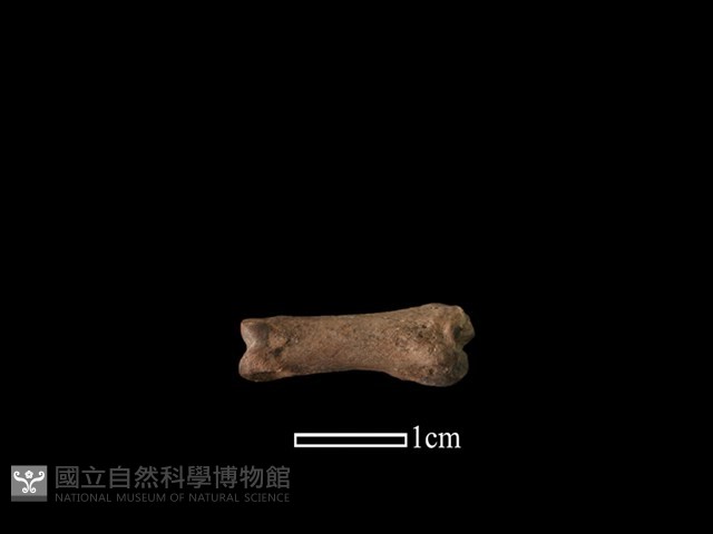 山羌骨藏品圖，第1張