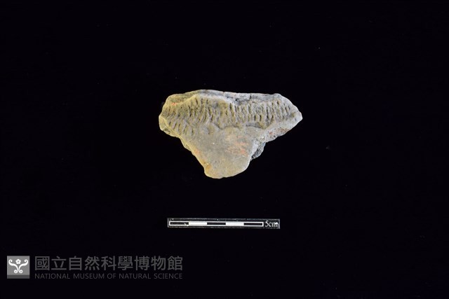 陶片藏品圖，第1張