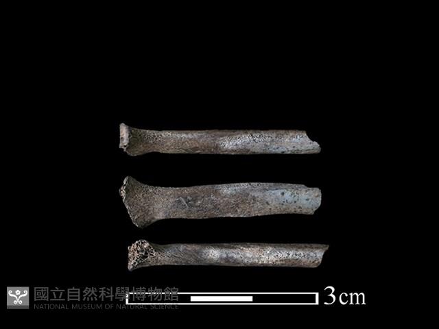 狗獾骨藏品圖，第1張