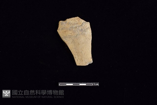 陶片藏品圖，第1張