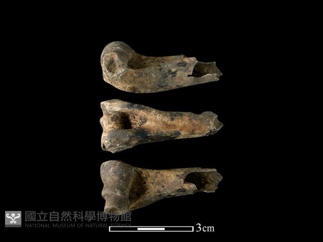 山羌骨藏品圖，第1張