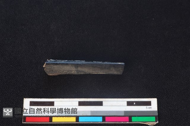 白鼻心骨藏品圖，第1張