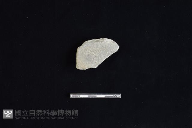 陶片藏品圖，第1張