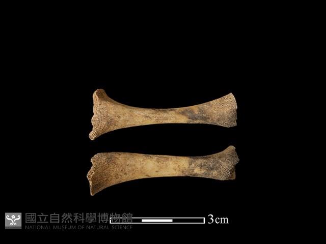 狗獾骨藏品圖，第2張