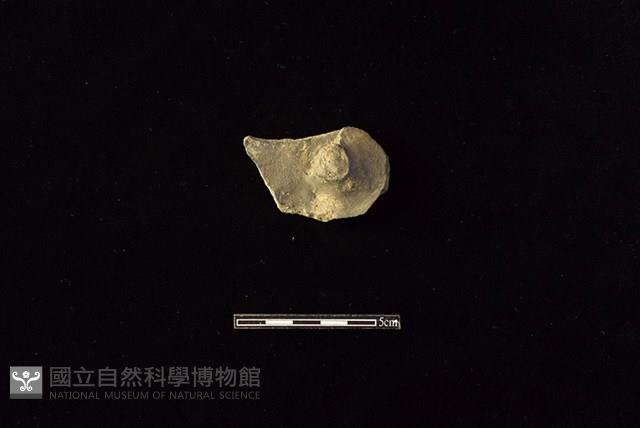 陶蓋鈕藏品圖，第1張