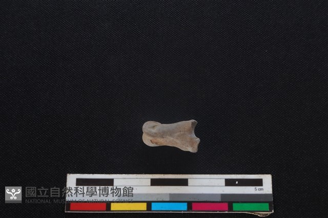山羌骨藏品圖，第1張