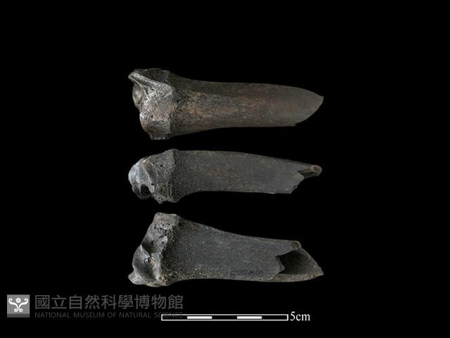 梅花鹿骨藏品圖，第1張