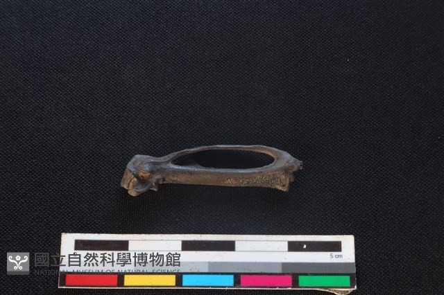 環頸雉骨藏品圖，第1張
