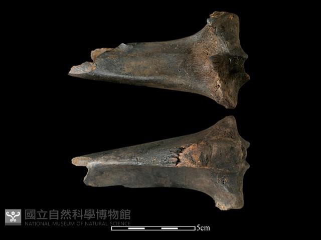 梅花鹿骨藏品圖，第2張