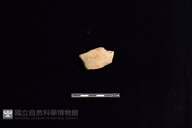 陶片藏品圖，第1張