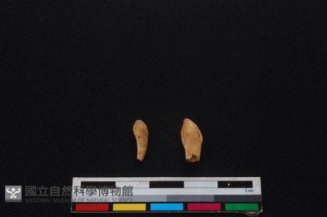 梅花鹿骨藏品圖，第1張