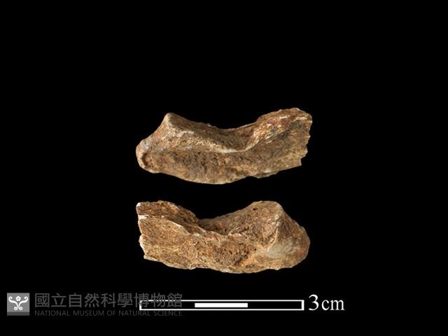 梅花鹿骨藏品圖，第1張