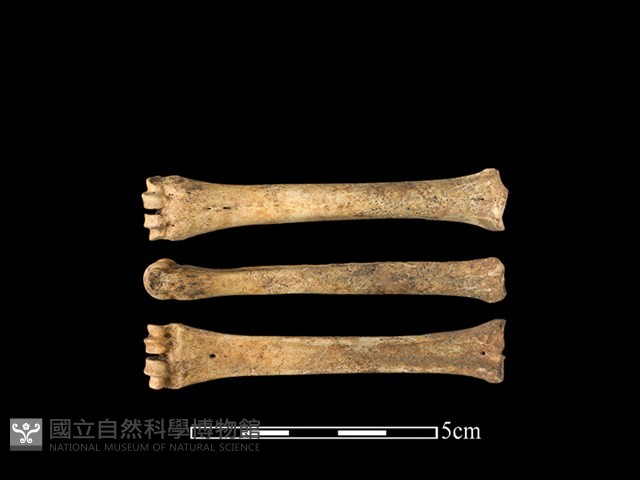 山羌骨藏品圖，第1張