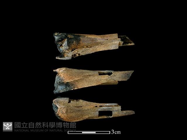 獐骨藏品圖，第1張