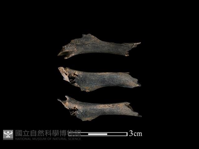 狗獾骨藏品圖，第1張