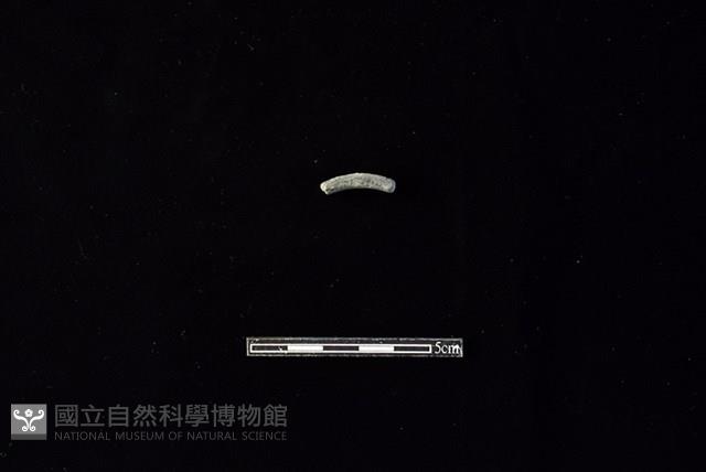 陶環藏品圖，第1張