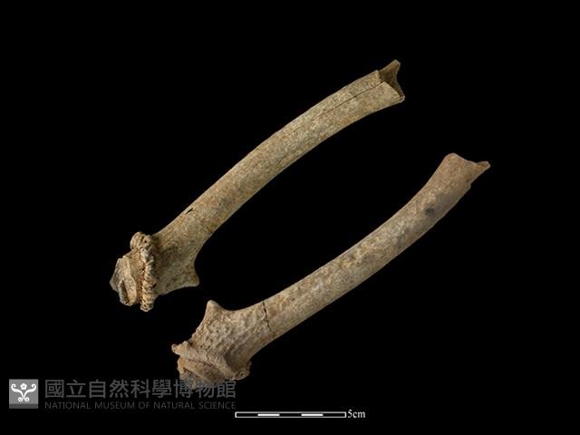 梅花鹿骨藏品圖，第2張