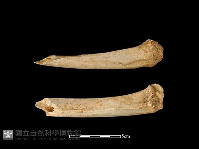 梅花鹿骨藏品圖，第1張