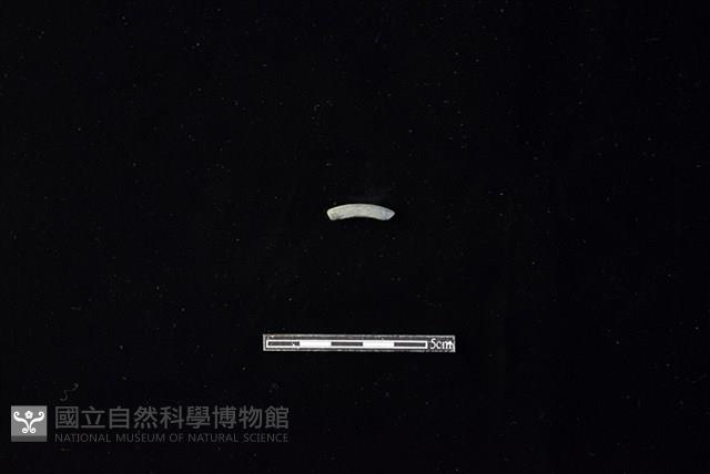 陶環藏品圖，第1張