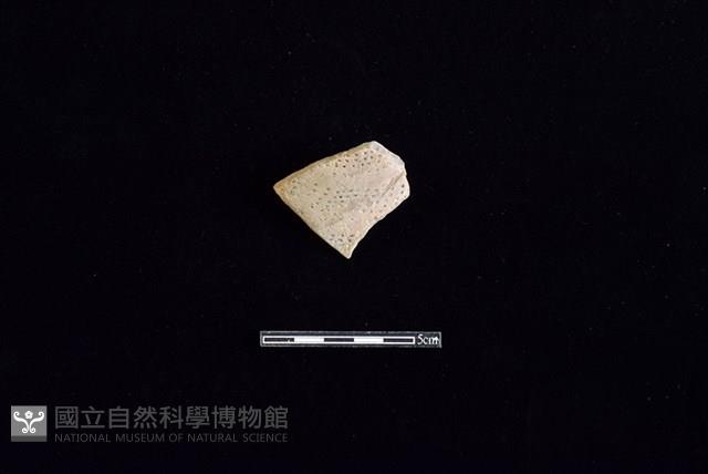 陶罐藏品圖，第1張