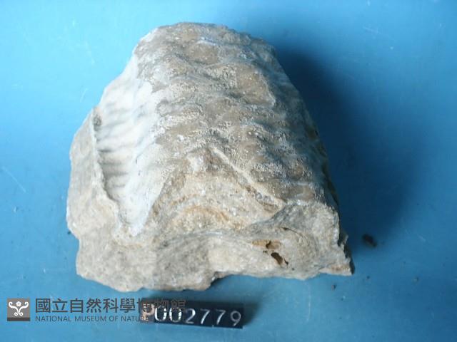 鐘乳石藏品圖，第6張