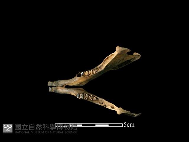 野兔骨藏品圖，第1張