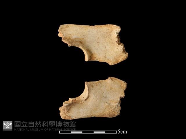 梅花鹿骨藏品圖，第2張