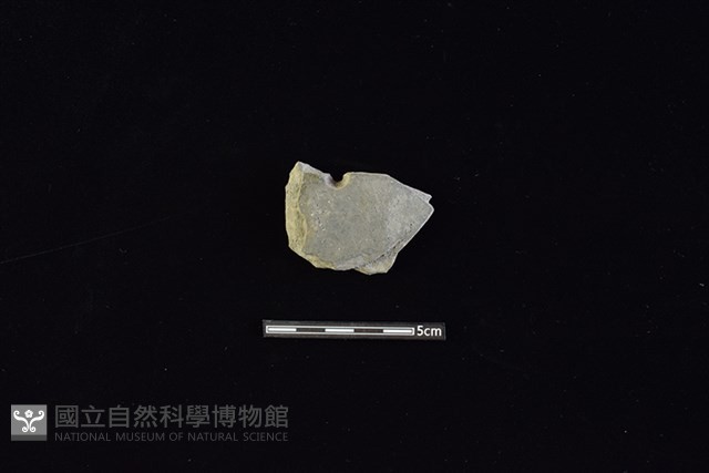 陶片藏品圖，第1張