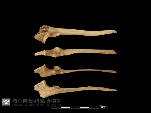 獐骨藏品圖，第1張