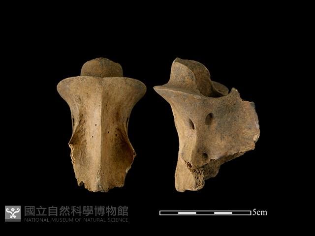 梅花鹿骨藏品圖，第1張