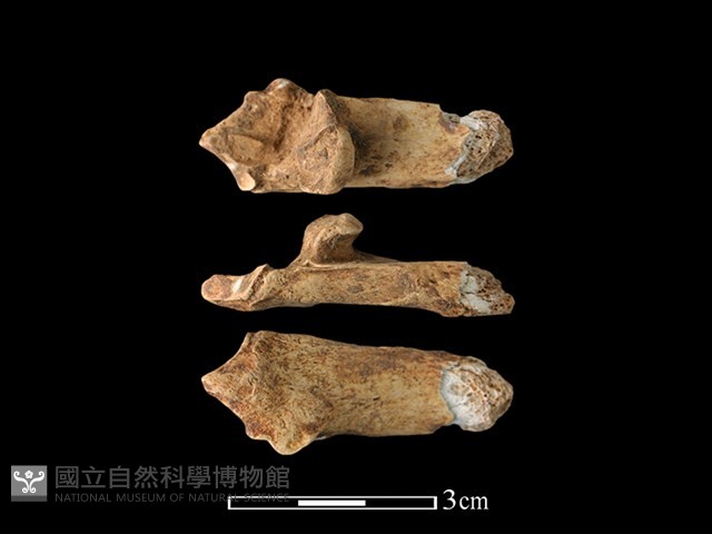獐骨藏品圖，第1張