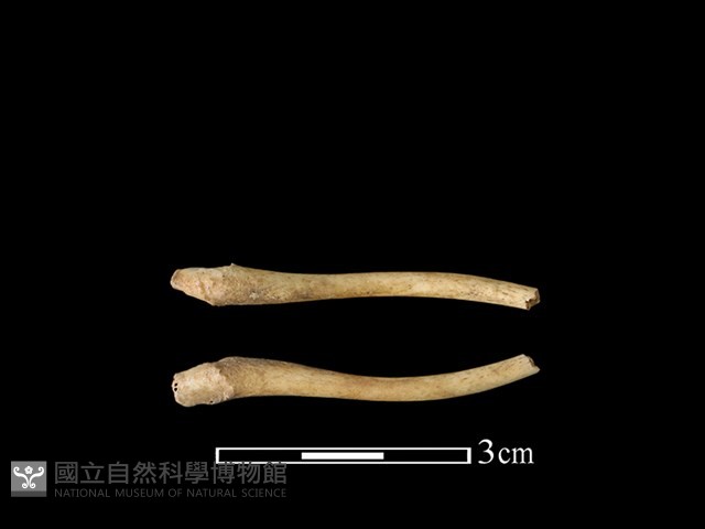 狗獾骨藏品圖，第1張