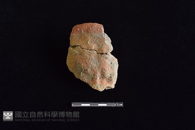 陶蓋鈕藏品圖，第1張