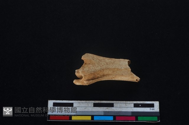 山羌骨藏品圖，第1張