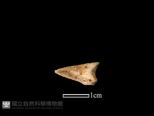 獐骨藏品圖，第1張