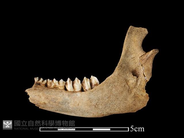 獐骨藏品圖，第2張