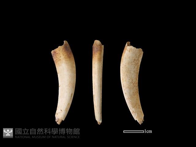 獐骨藏品圖，第1張