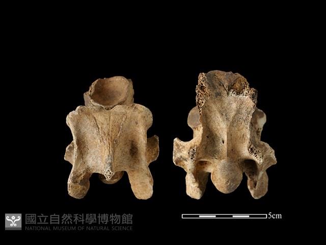 梅花鹿骨藏品圖，第1張