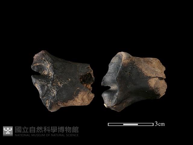 梅花鹿骨藏品圖，第1張