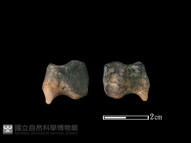 梅花鹿骨藏品圖，第1張