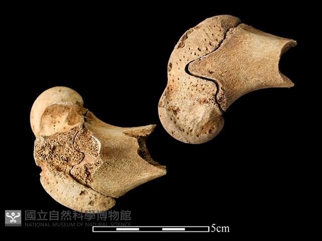 梅花鹿骨藏品圖，第2張